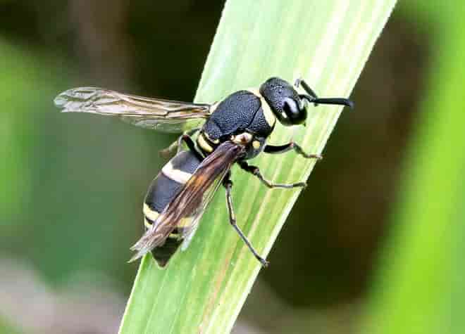 昆虫図鑑・ミカドドロバチ